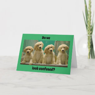 JIJ bent "16" ZEGT VERWARDE PUPPIES? Kaart