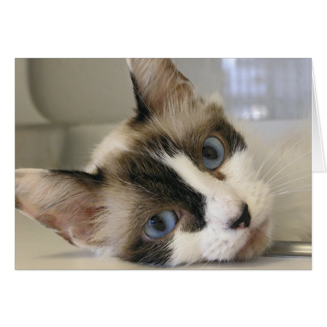 Jillie (Devant Horizontal)