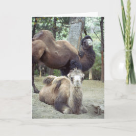 Jingle Baba en Purnimamma Kaart