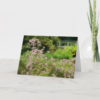 Joe Pye Flowers Note Card Kaart