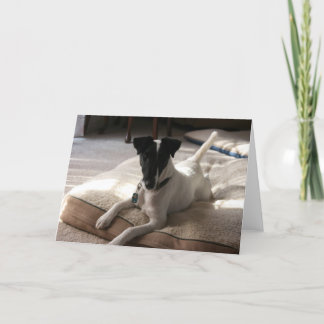 "Joey" Smooth Fox Terrier Dog Foto Wenskaart Kaart