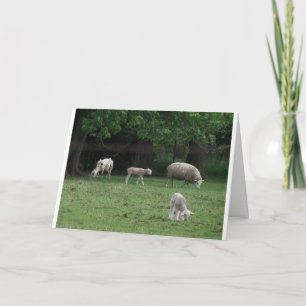 Johannes 10:27 en 28, Schaap Kaart