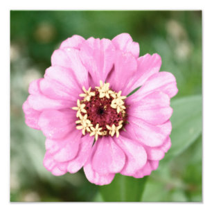 Johann's Beauty Photo Foto Afdruk