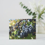 John 15:5 Carte postale de raisins (Debout devant)