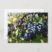 John 15:5 Carte postale de raisins (Devant / Derrière)