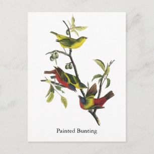 John Audubon Painted Bunting Print Briefkaart