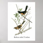 John Audubon Rufous-sided Towee Poster (Voorkant)
