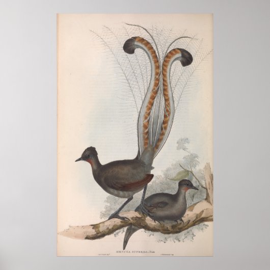 John Gould Lyre Bird Illustration 1848 Poster (Voorkant)