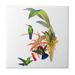 John Gould's Hummingbird met roze Orchids Tegeltje