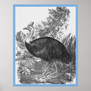 John Goulds 'Vogels van Australië' ~ The Cassowary Poster