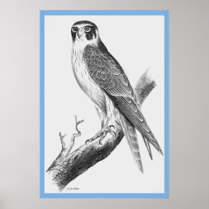 John Gould's 'Vogels van Australië' ~ The Falconn Poster