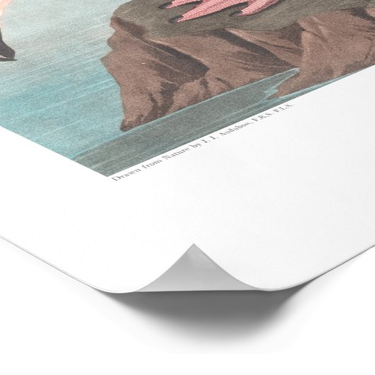 John James Audubon Amerikaanse Flamingo Wildlife A Poster (Hoek)