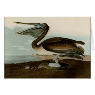John James Audubon Brown Pelican Artwork schildere