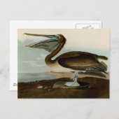 John James Audubon Brown Pelican Artwork schildere Briefkaart (Voorkant / Achterkant)