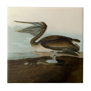 John James Audubon Bruine Pelikaan Kunstwerk Schil Tegeltje