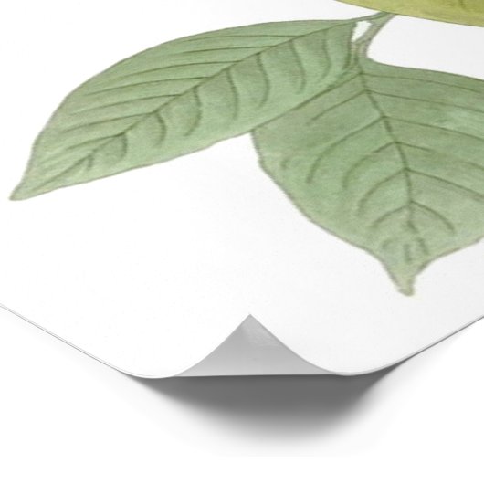 John James Audubon Carolina Pigeon Mourning Dove 1 Poster (Hoek)