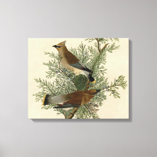 John James Audubon Cedar Waxwing Vogelprint Canvas Afdruk