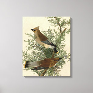 John James Audubon Cedar Waxwing Vogelprint Canvas Afdruk