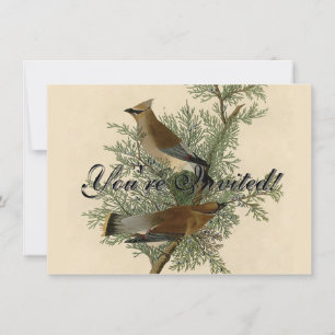 John James Audubon Cedar Waxwing Vogelprint Kaart