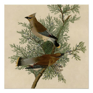 John James Audubon Cedar Waxwing Vogelprint Perfect Poster