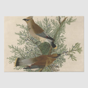 John James Audubon Cedar Waxwing Vogelprint Tissuepapier