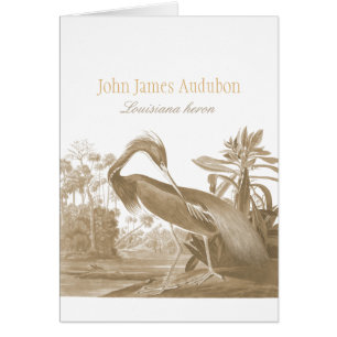 John James Audubon Heron Lousiana CC0750 Bird