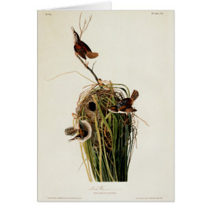 John James Audubon Marsh Wren Vogelprint