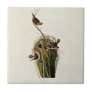 John James Audubon Marsh Wren Vogelprint Tegeltje
