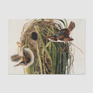 John James Audubon Marsh Wren Vogelprint Tissuepapier