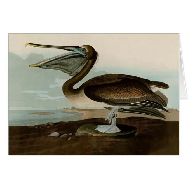 John James Audubon Peinture Pélicane Brown (Devant horizontal)
