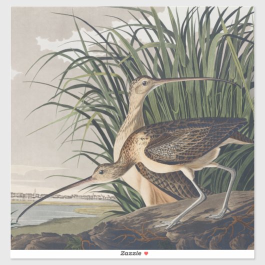 John James Audubon Regenwulp vogel Sticker (Vel)