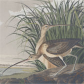 John James Audubon Regenwulp vogel Sticker (Voorkant)