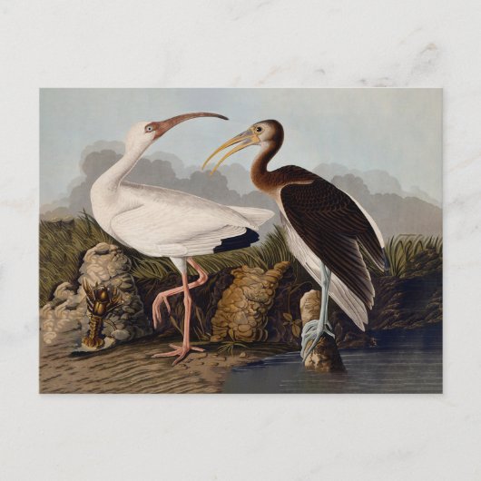 John James Audubon White Ibis Bird Print Classic Briefkaart (Voorkant)