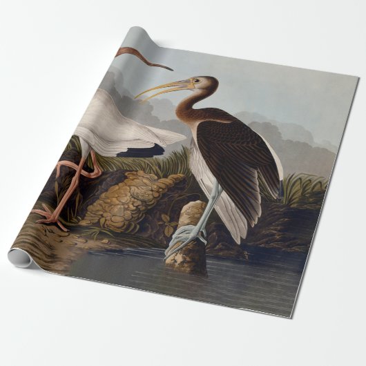 John James Audubon White Ibis Bird Print Classic Cadeaupapier (Uitgerold)