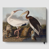 John James Audubon White Ibis Bird Print Classic Gastenboek (Achterkant)