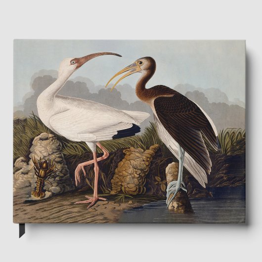 John James Audubon White Ibis Bird Print Classic Gastenboek (Voorkant)