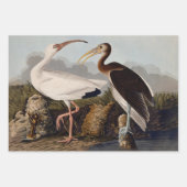 John James Audubon White Ibis Bird Print Classic Inpakpapier Vel (Voorkant)