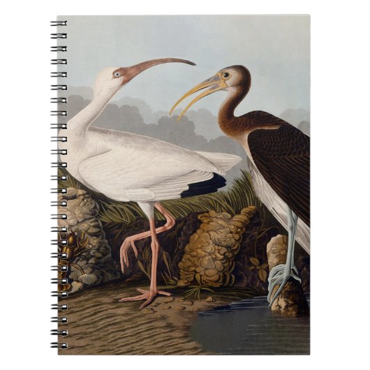 John James Audubon White Ibis Bird Print Classic Notitieboek (Voorkant)