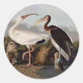 John James Audubon White Ibis Bird Print Classic Ronde Sticker (Voorkant)