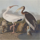 John James Audubon Witte Ibis Vogelprint Klassieke Sticker (Voorkant)