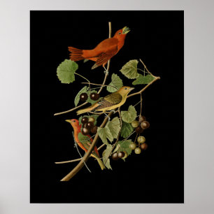 John James Audubon ~ Zomervogels ~ Poster