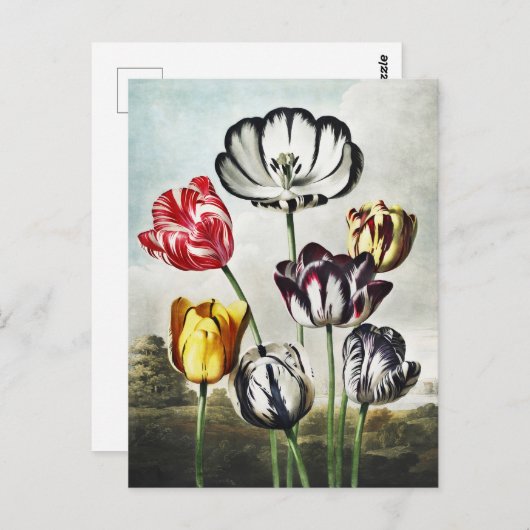 John Thornton Tulpen uit De Tempel van Flora Briefkaart (Voorkant / Achterkant)