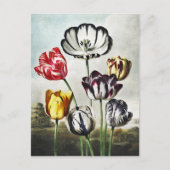 John Thornton Tulpen uit De Tempel van Flora Briefkaart (Voorkant)