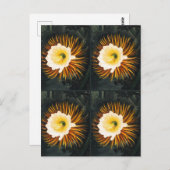 John Thornton: Vier nachtblazende cereussen Botani Briefkaart (Voorkant / Achterkant)