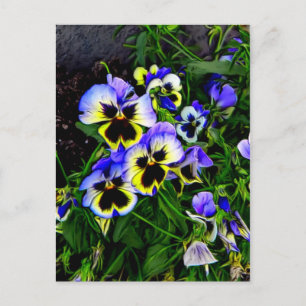 Johnny Jump Up Briefkaart