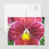 Johnny Jump Up Flowers Briefkaart (Voorkant / Achterkant)