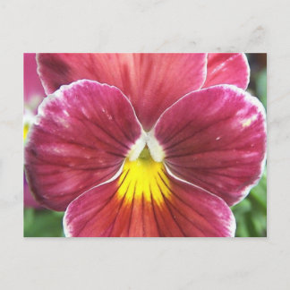 Johnny Jump Up Flowers Briefkaart