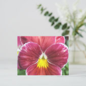 Johnny Jump Up Flowers Carte postale (Debout devant)