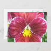 Johnny Jump Up Flowers Carte postale (Devant / Derrière)