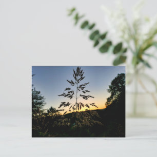 Johnson Grass Briefkaart